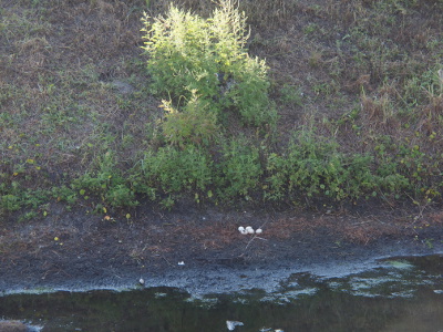 [View of the same area as the prior photo, but this time there are five eggs in a cluster where there had only been three the prior day. There is no egg visible at the water's edge.]